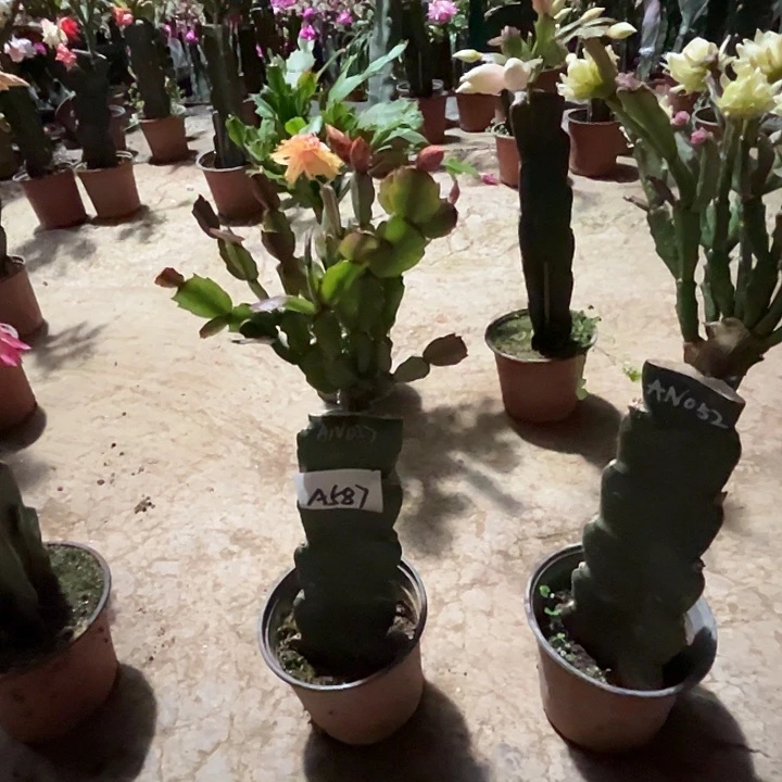 完全开放A587AN037嫁接苗