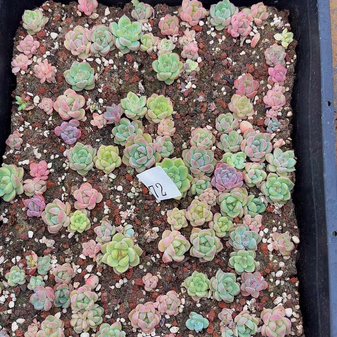 囡***囝多肉植物多肉植物72