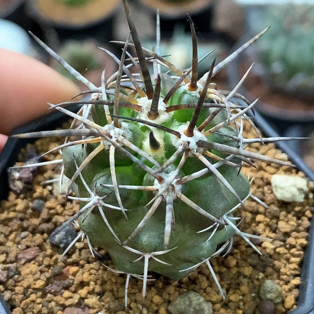 孤品实生特选株欧系种源强粗刺杜拉丸3.4cm