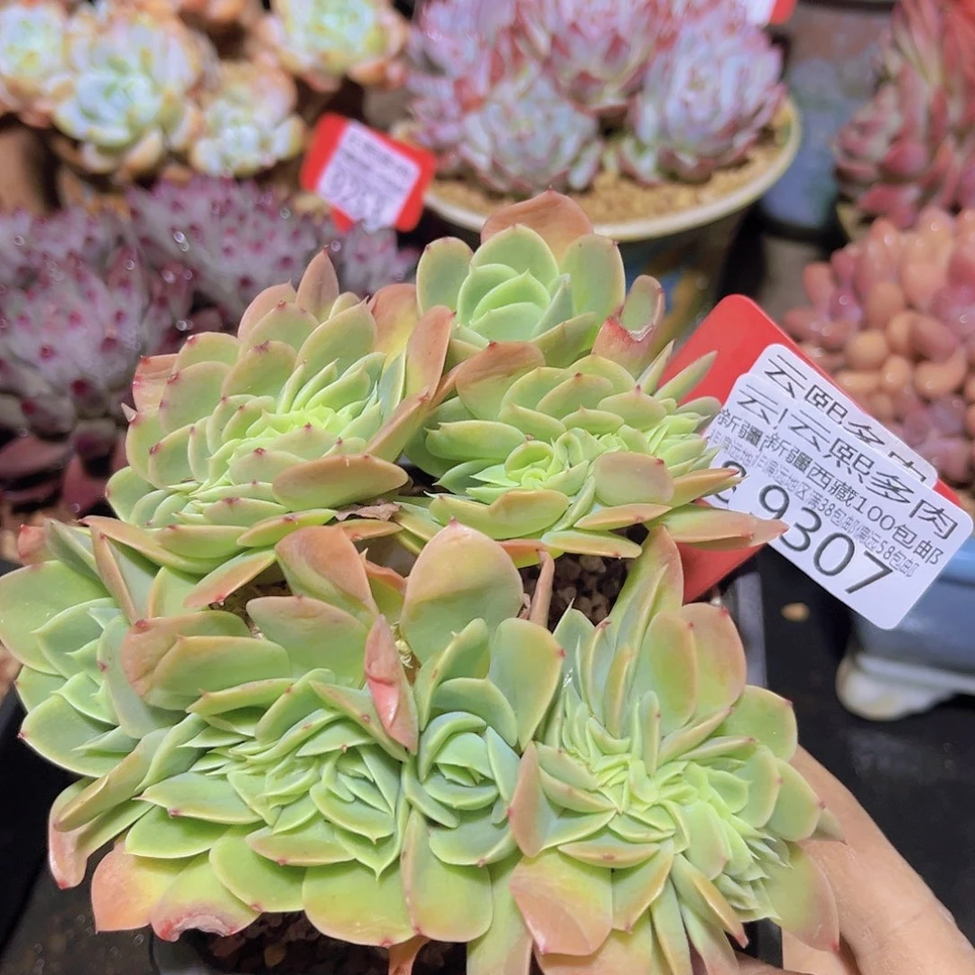 9307星娜塔缀多肉植物