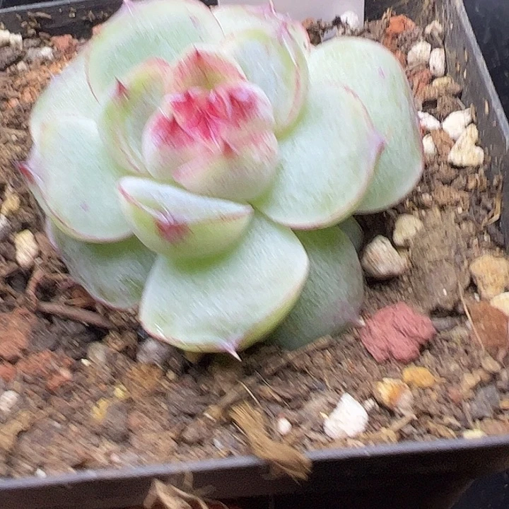 单头珍妮1111111111