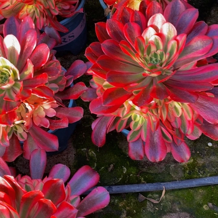 美杜莎一颗多肉植物