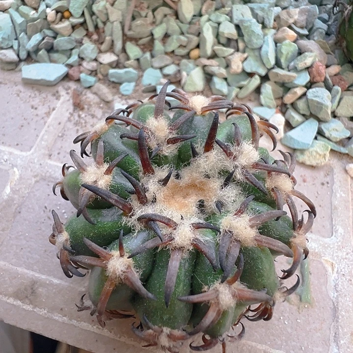 猫爪圆盘玉。苗接落地自根。