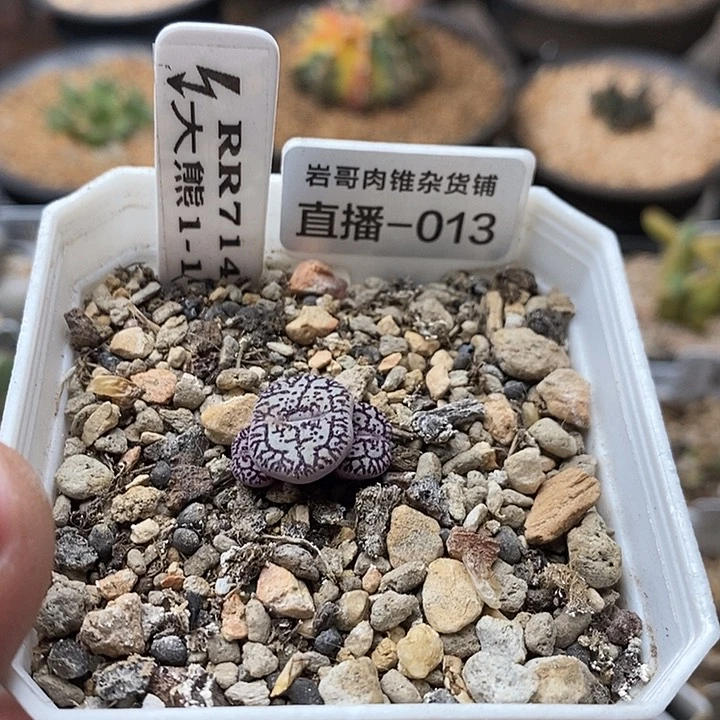 大熊种源RR714墨3头群