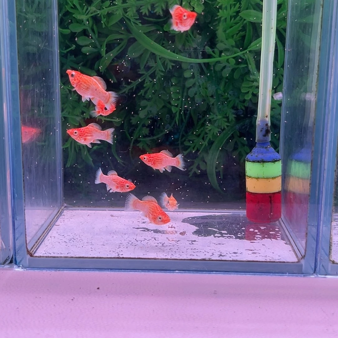 黑玛丽鱼192号玛丽苗子8+2备损