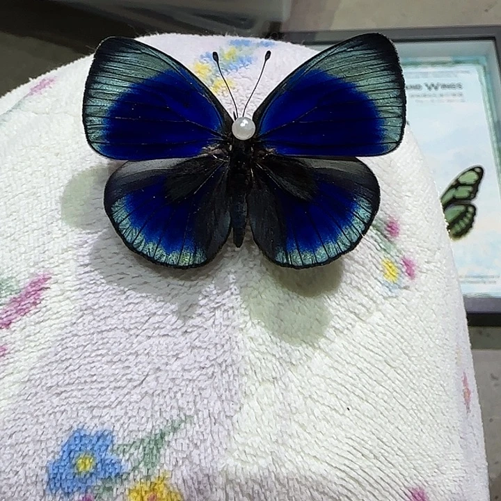 凛***霜方5寸黑框红夜星蛱蝶