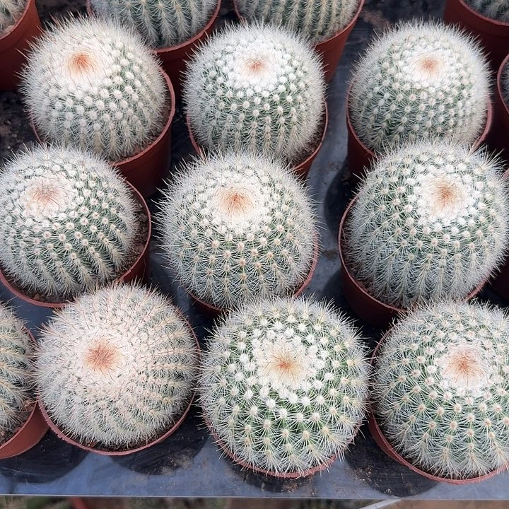 白芙蓉随机一款。