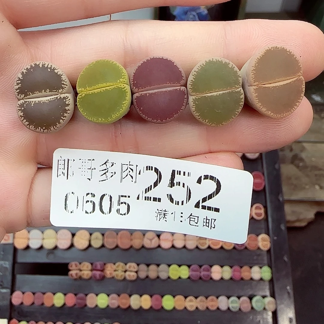 满18包邮0605-252开播