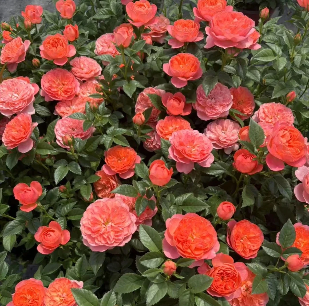 【彩虹果汁】多颗扦插彩虹阳台血橙果汁奥斯丁花型好养护抗病性好