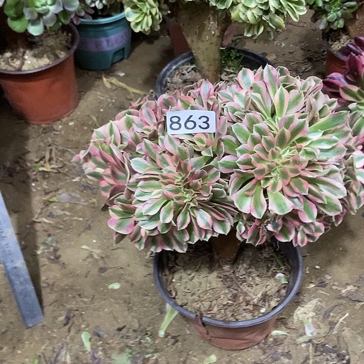 863粉女巫朵朵缀化