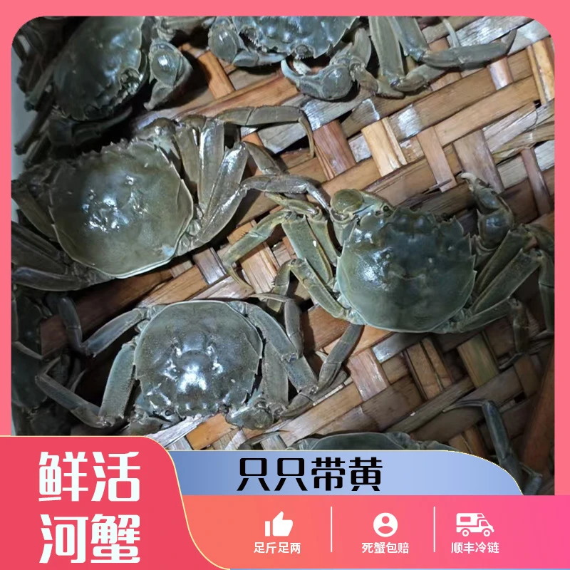 【活蟹】1-1.3两江苏河蟹全母蟹10/16只不绑绳顺丰京东包邮J