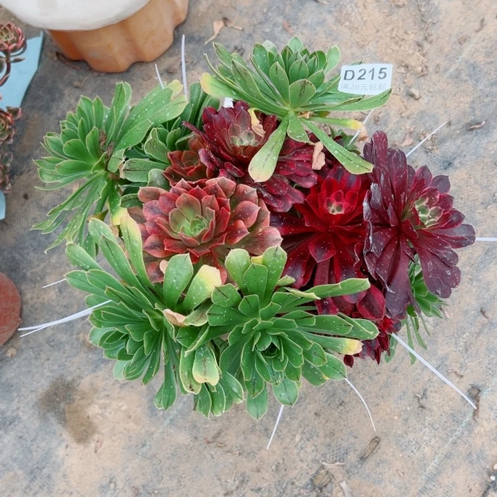 215绿法嫁接多肉植物