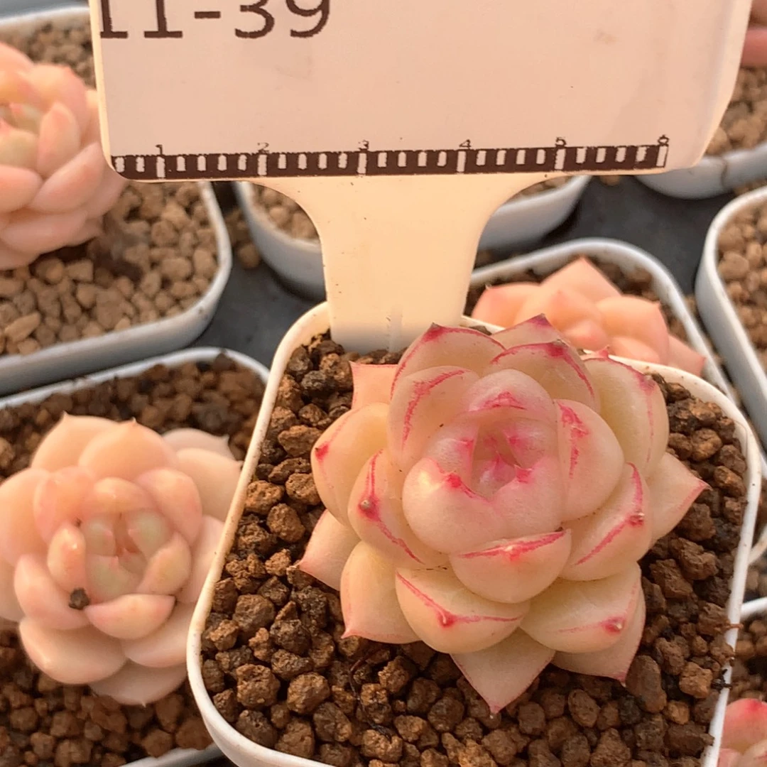 包子边线麦秆精品58包邮