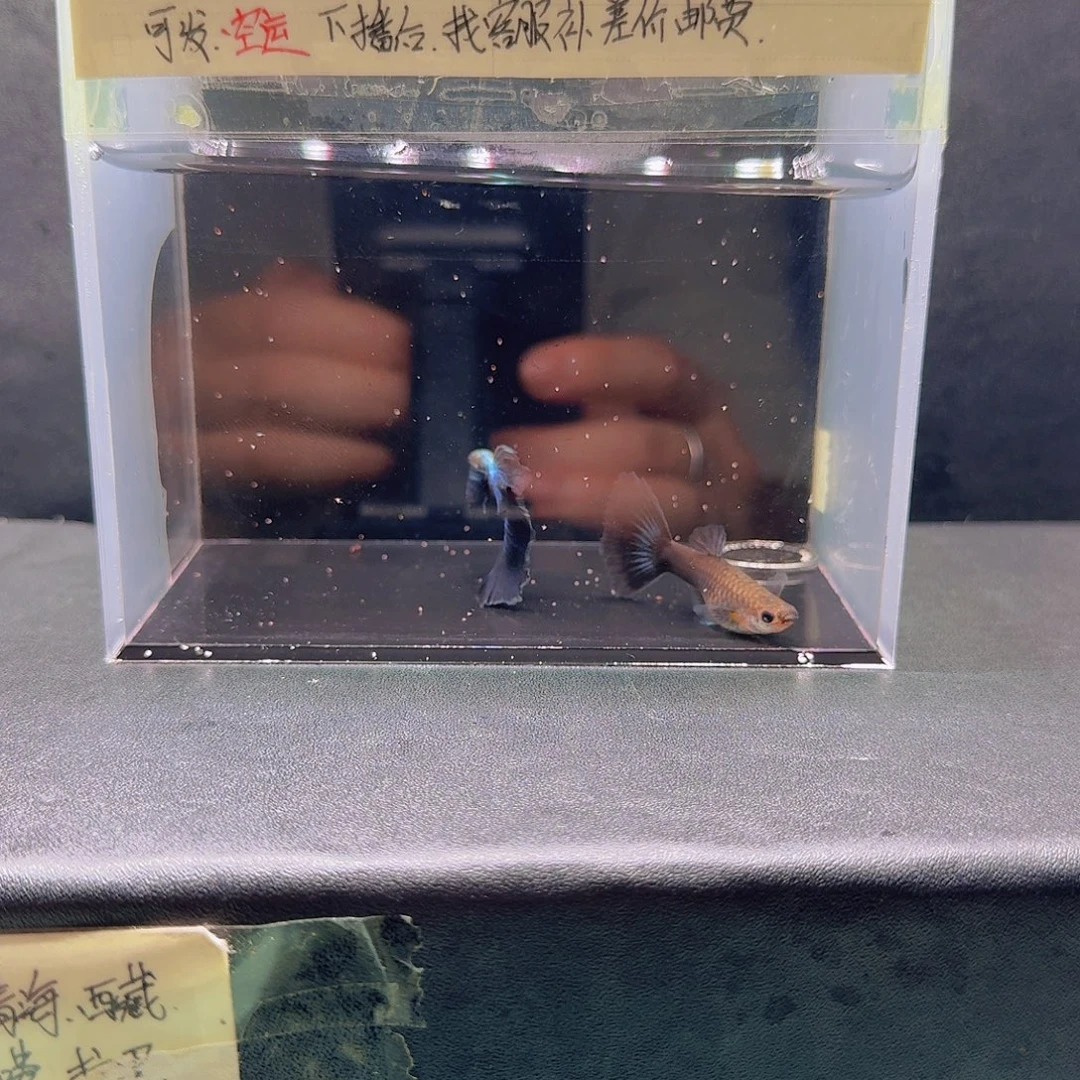 孔雀鱼蓝礼服飞船一对