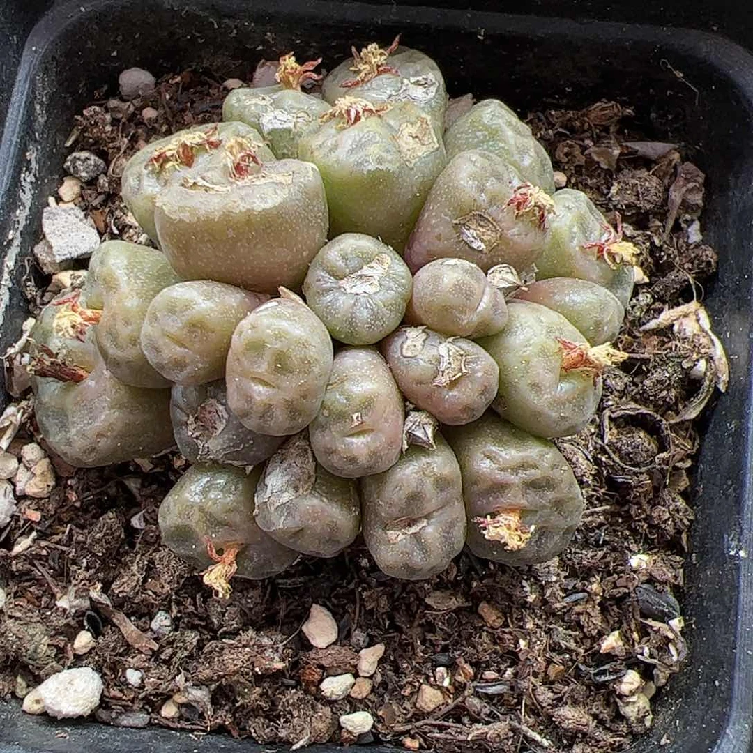 【闪购商品】60 双11福利