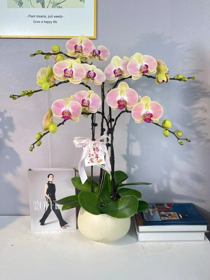 简香《芙蓉》高端蝴蝶兰艺术组盆鲜花摆设高端花卉