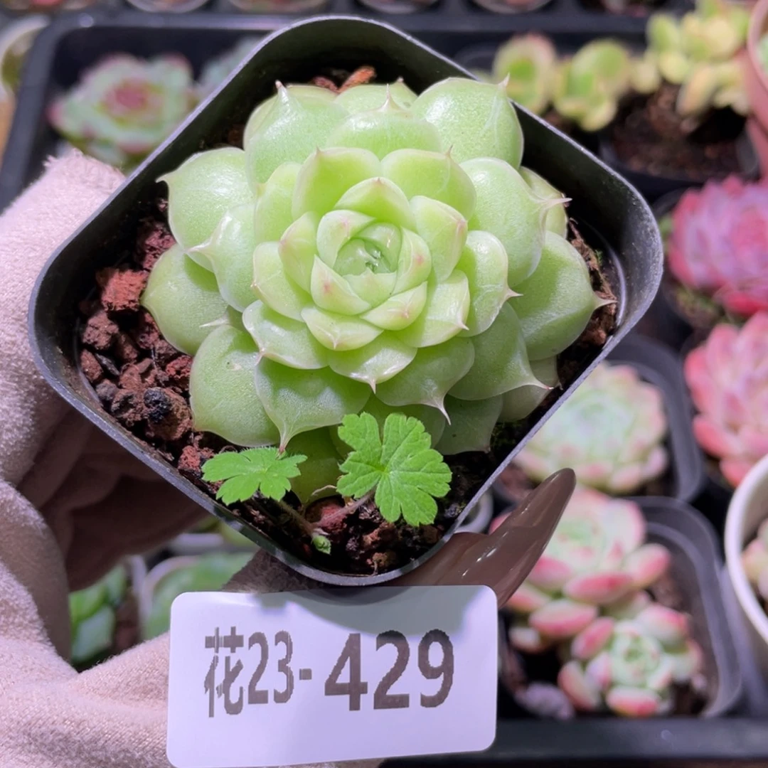 花利美23-429麦秆