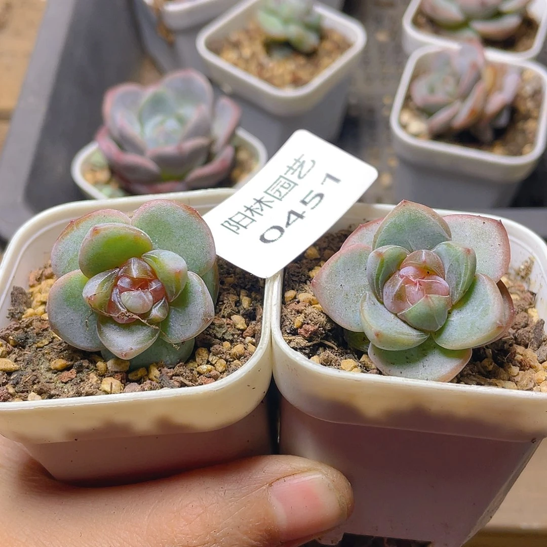 多肉植物多肉植物451