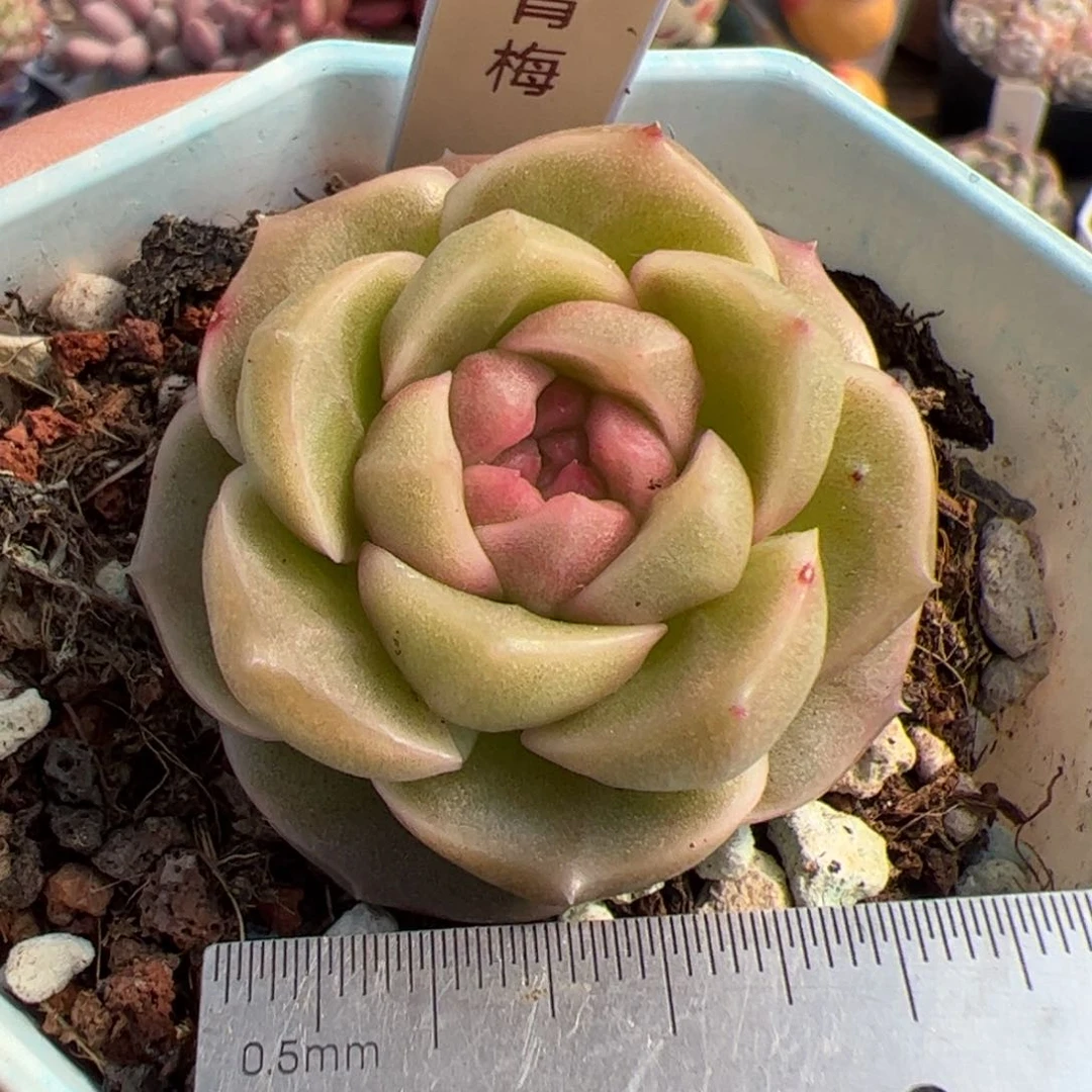 739 多肉植物组合盆栽