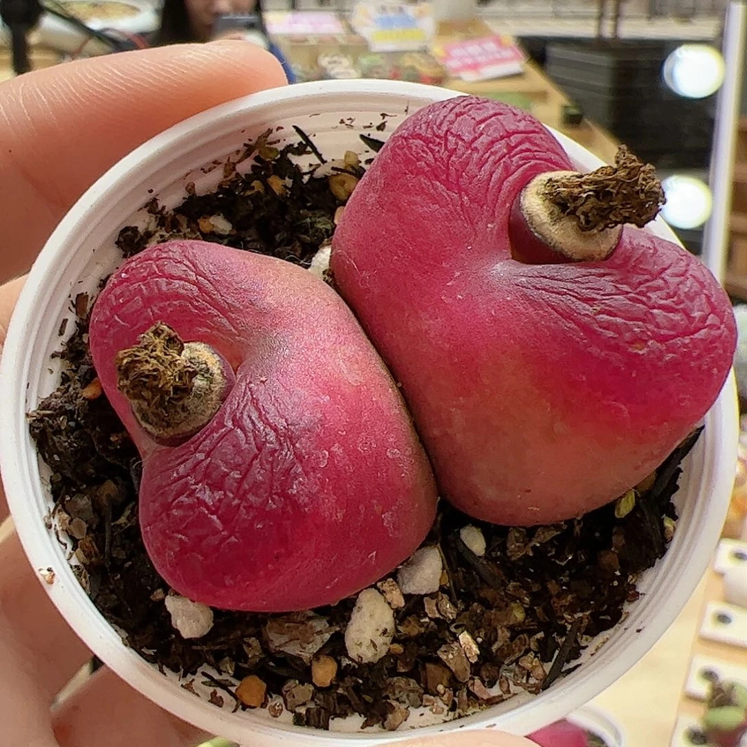 【闪购商品】169 大双头