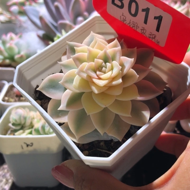 安娜玫瑰锦有根有根