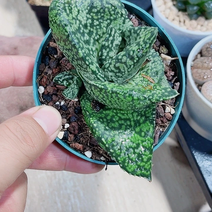 蜗牛母本非常好看