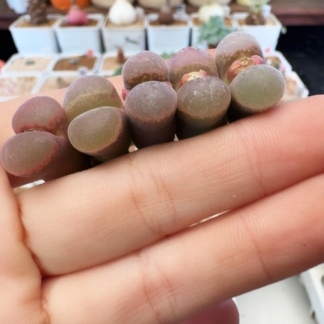 我***困多肉植物福利肉锥209