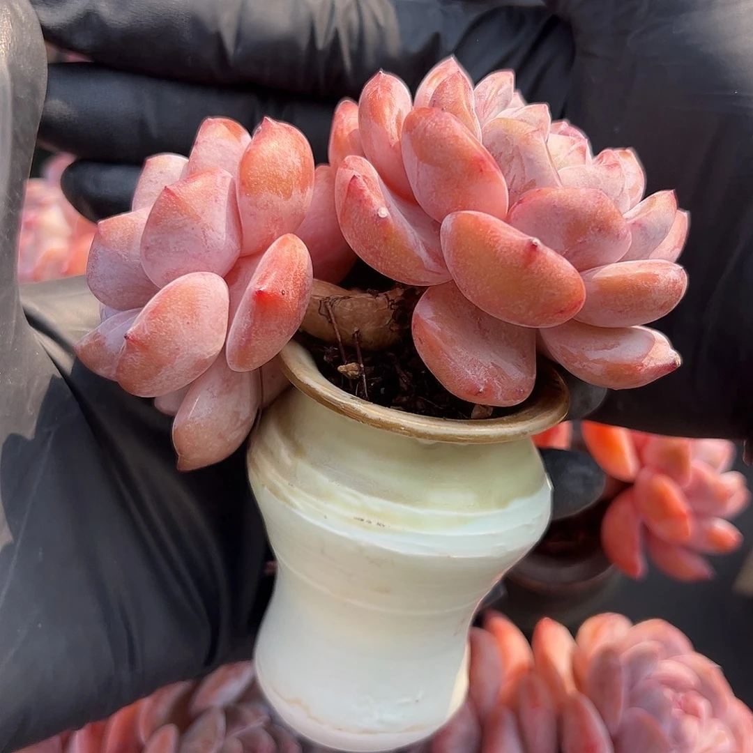 美***夕1882，双头星影带盆发的