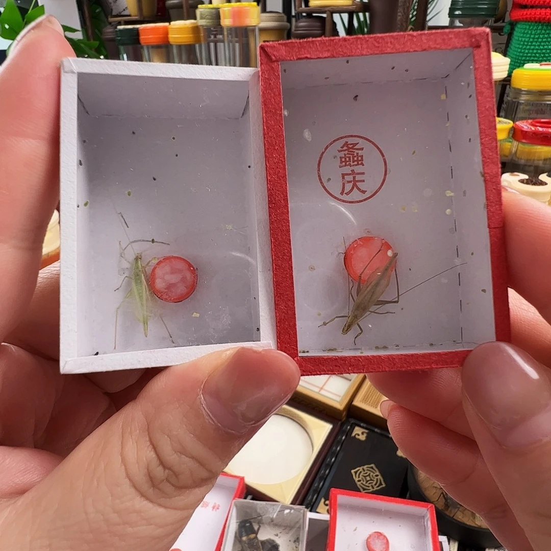 阳***光柬埔寨竹蛉➕青竹蛉