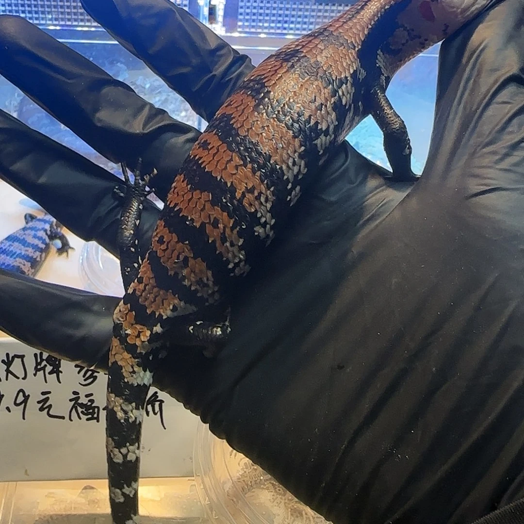 豹纹守宫蓝舌00001