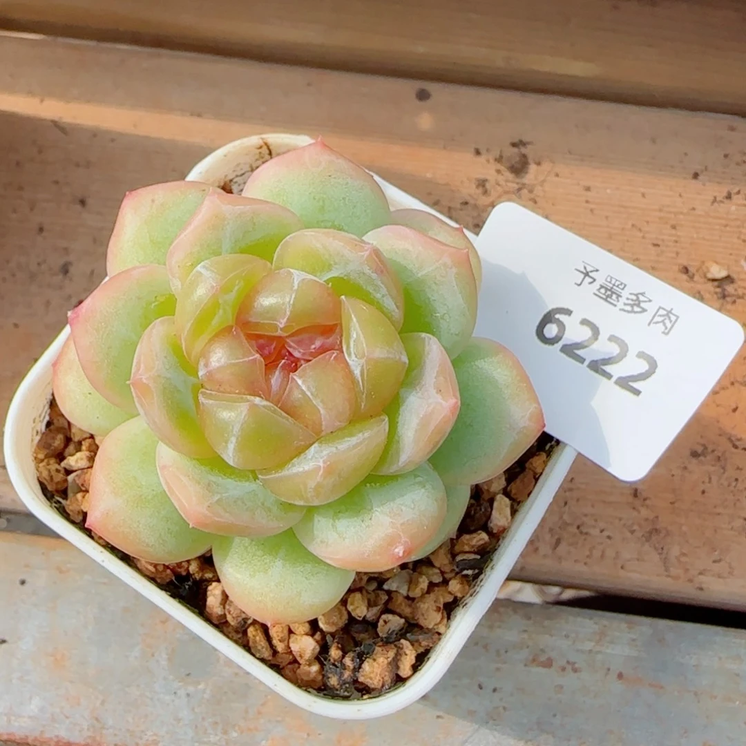 栀子花，6222多肉植物