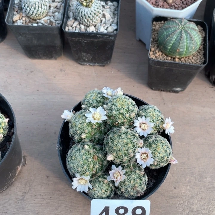 489实生多头吉赛尔