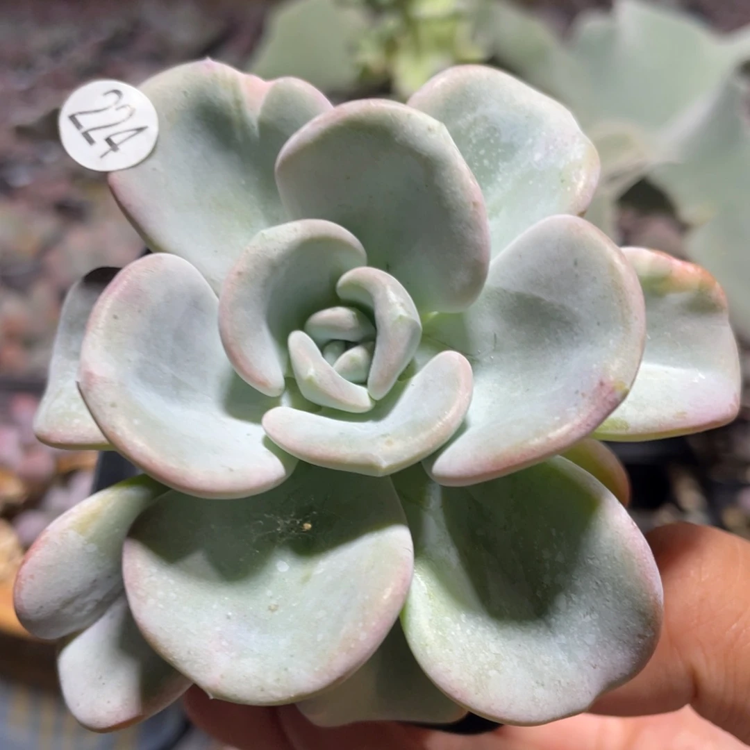 美尻带锦多肉植物