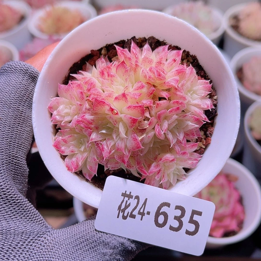 花24-635麦秆群生