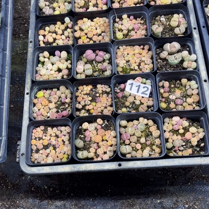 112生石花一物一图如图带框