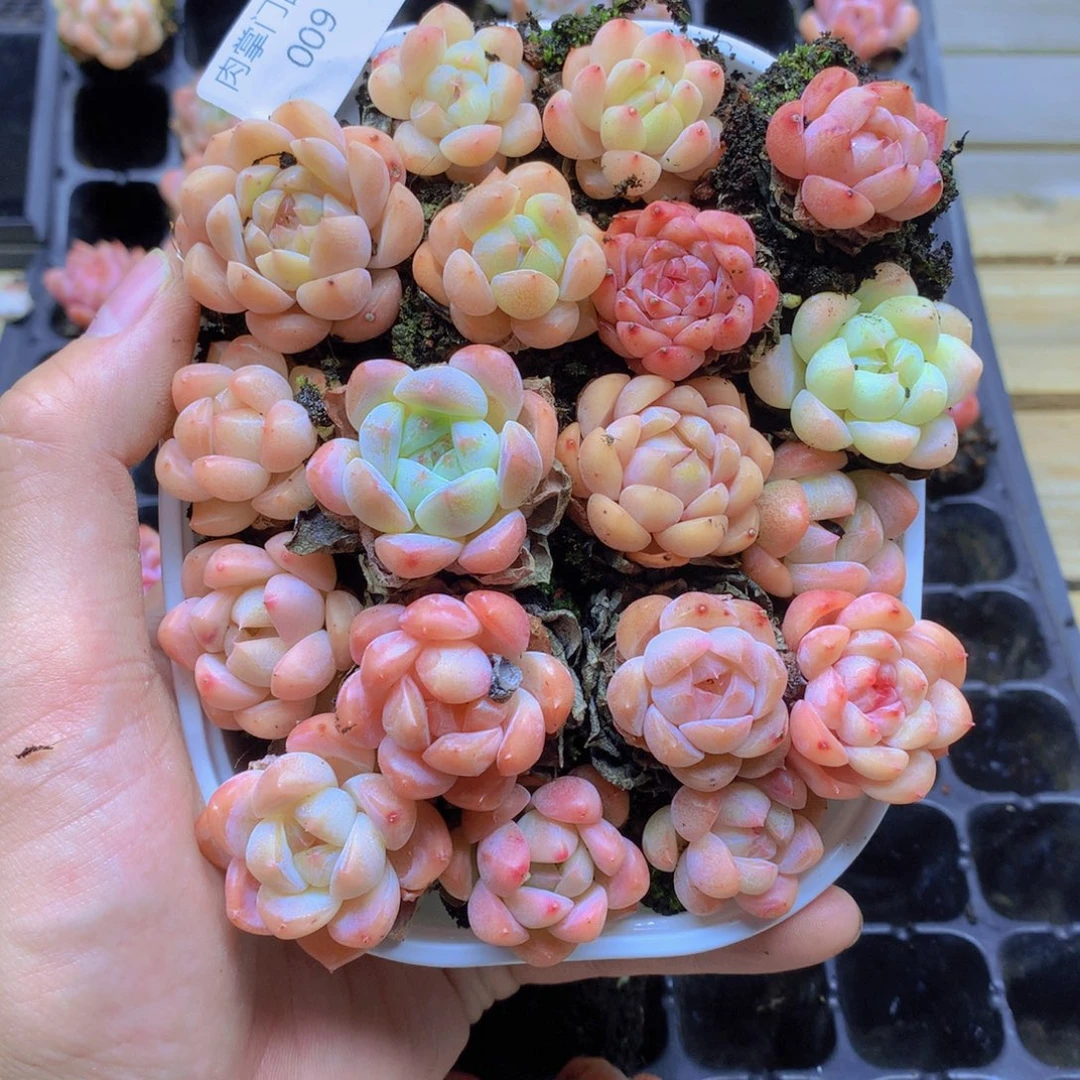 我要去看你了啊我009