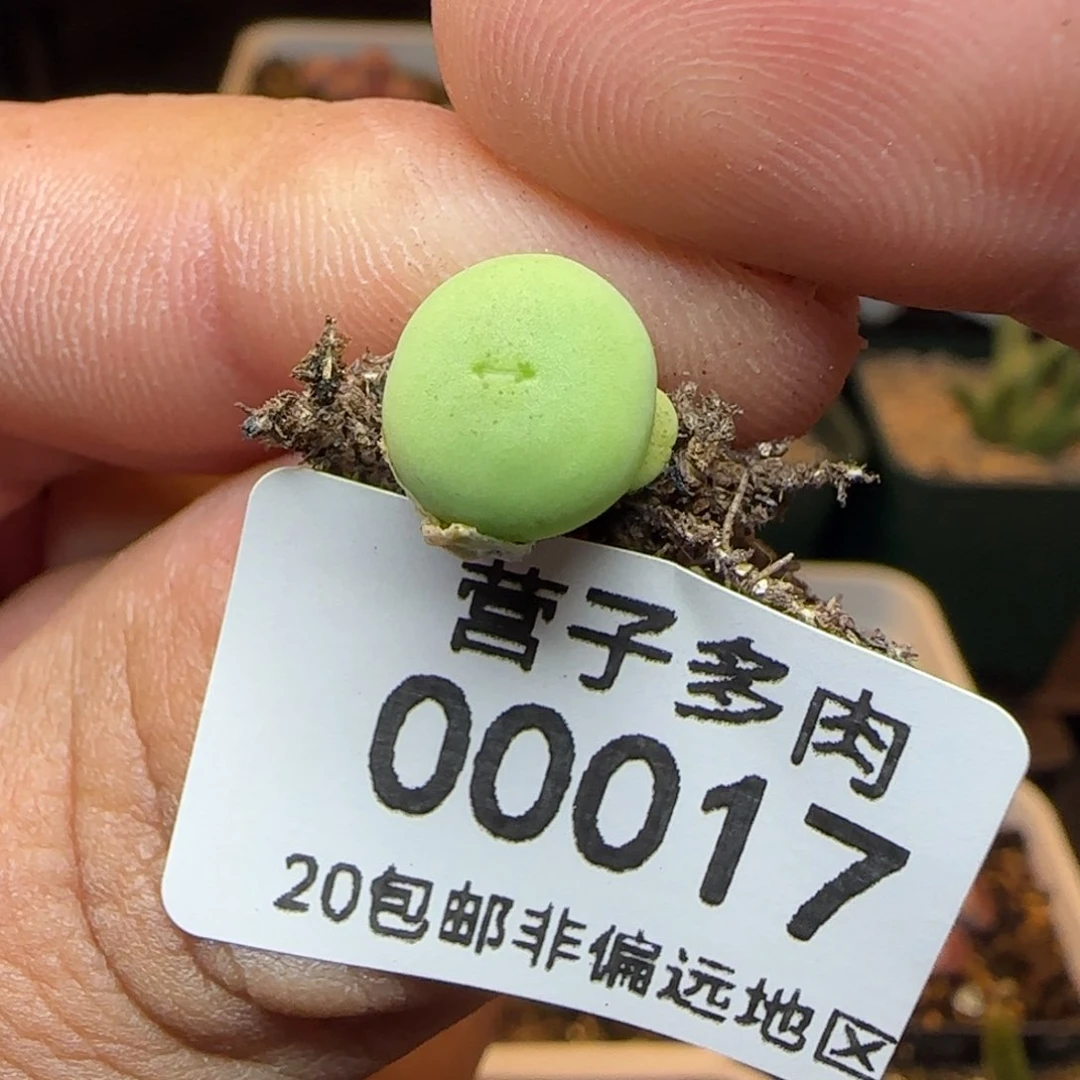 小拳拳。