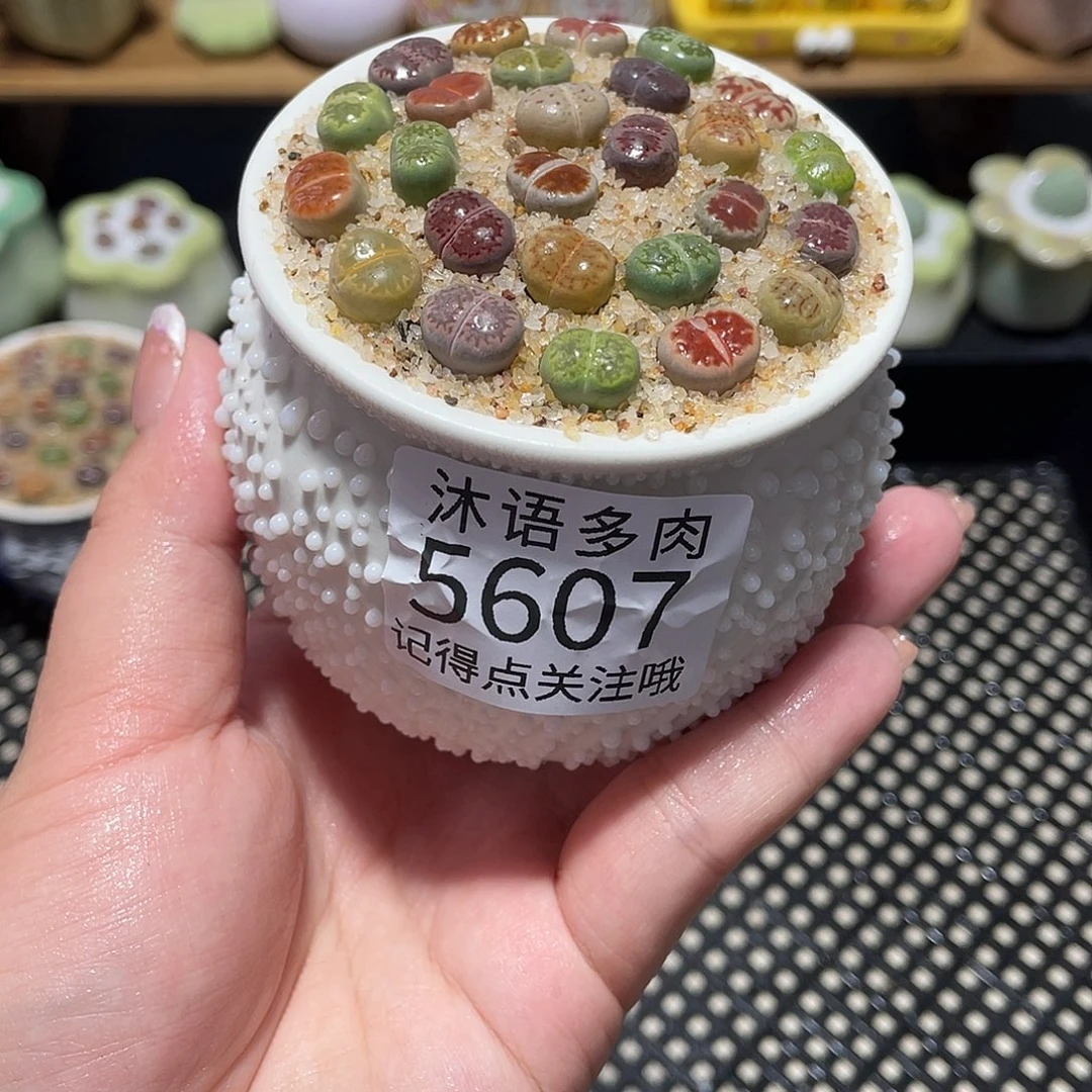 双****带盆土植物 一物一拍5607