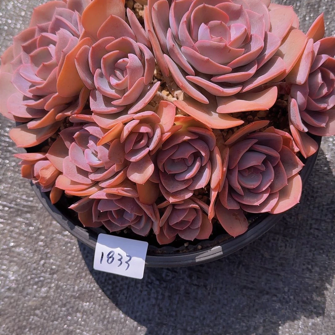 我****?1833晨艾多肉植物