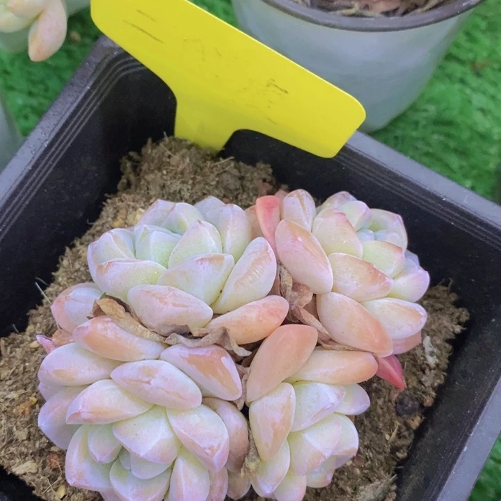 多肉植物，开心多肉