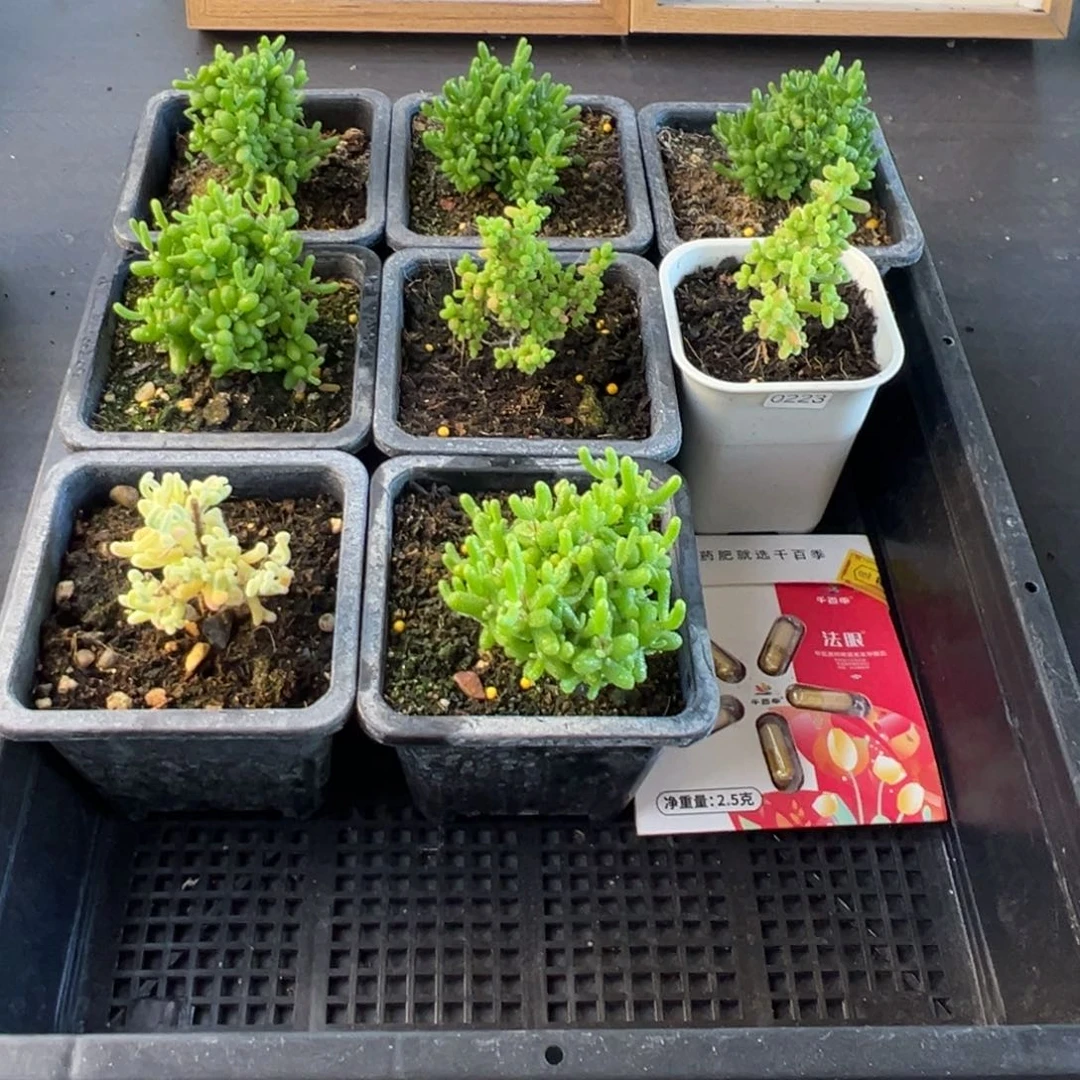 枝干番杏多肉植物386安