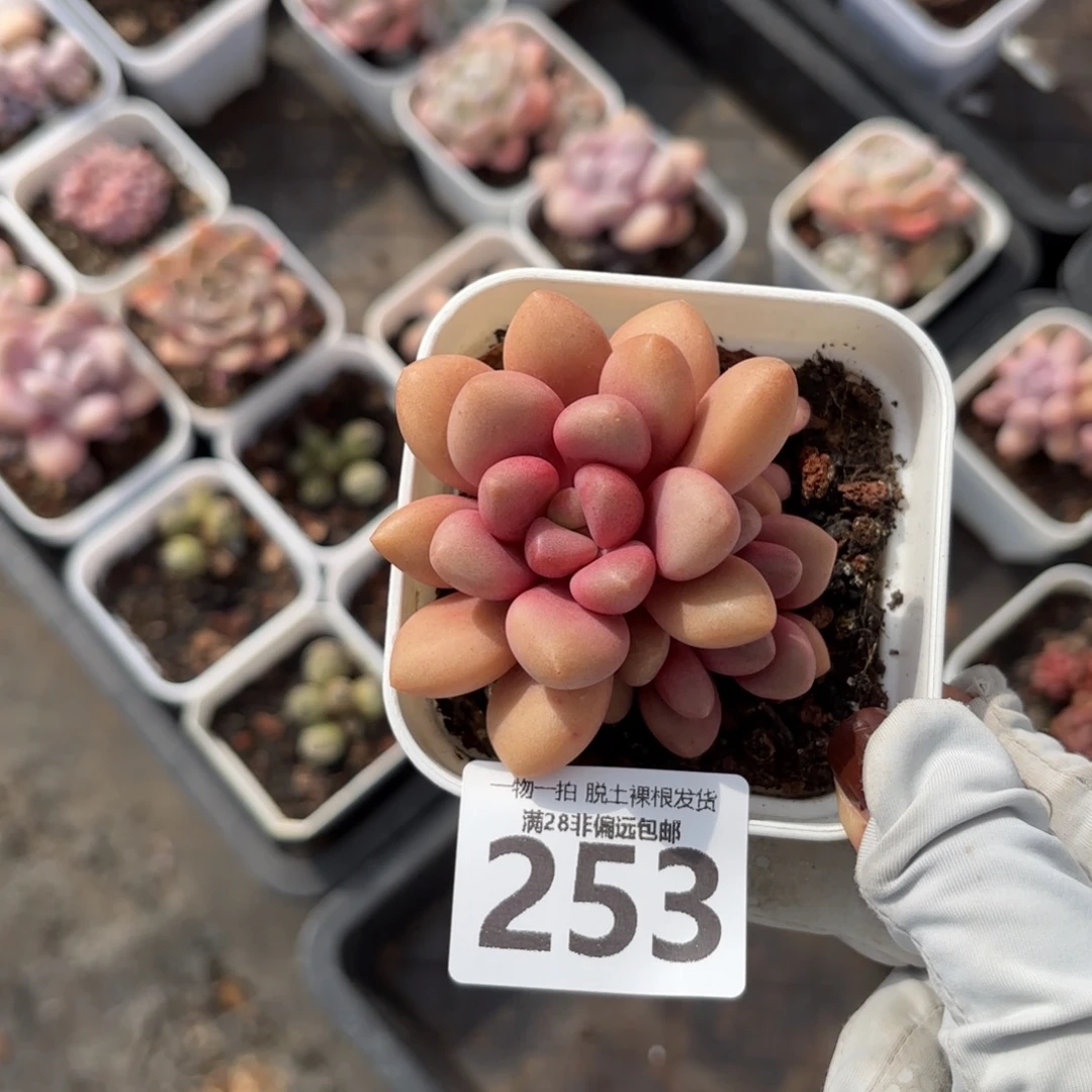 先锋派老桩无盆土发货