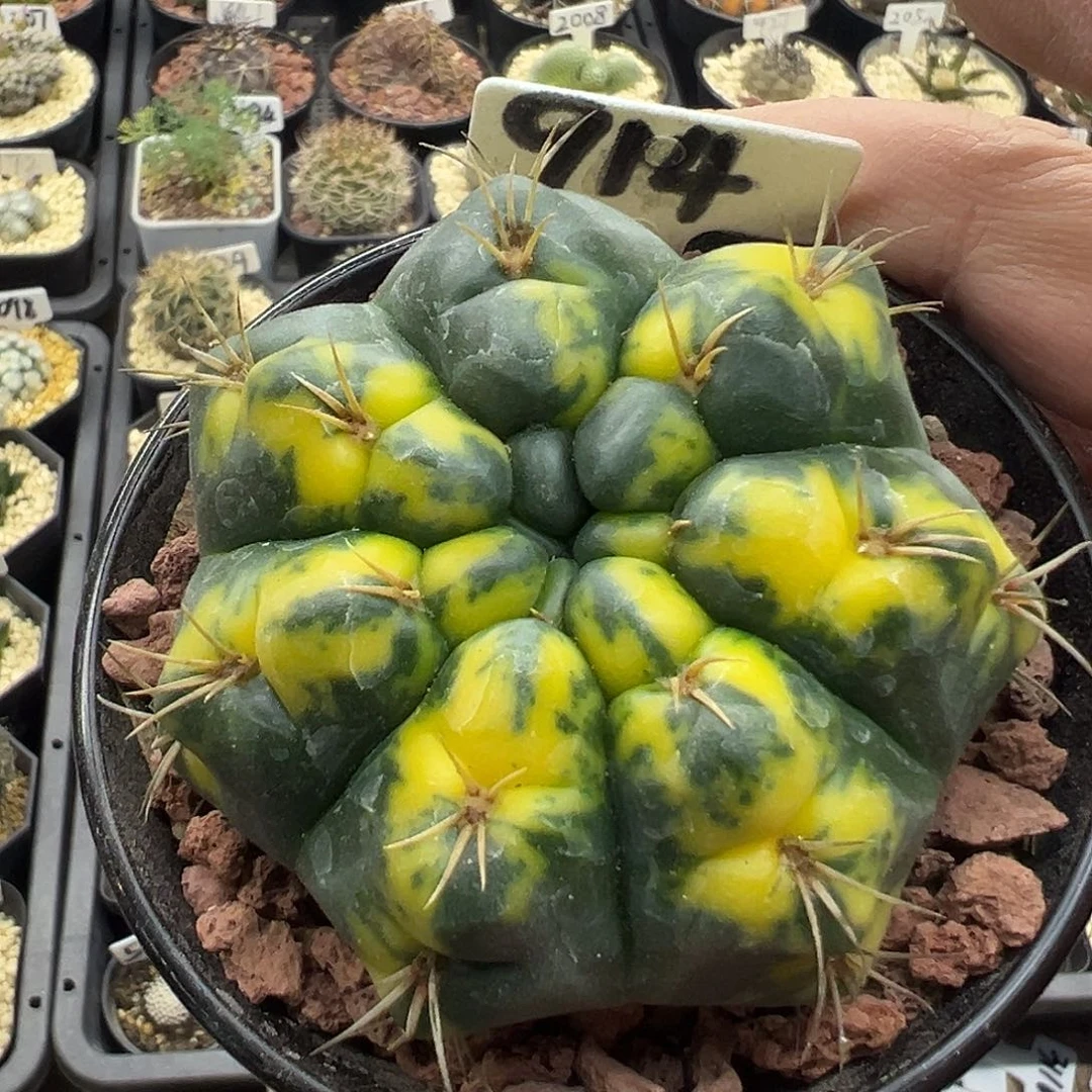 914美花海王金实生