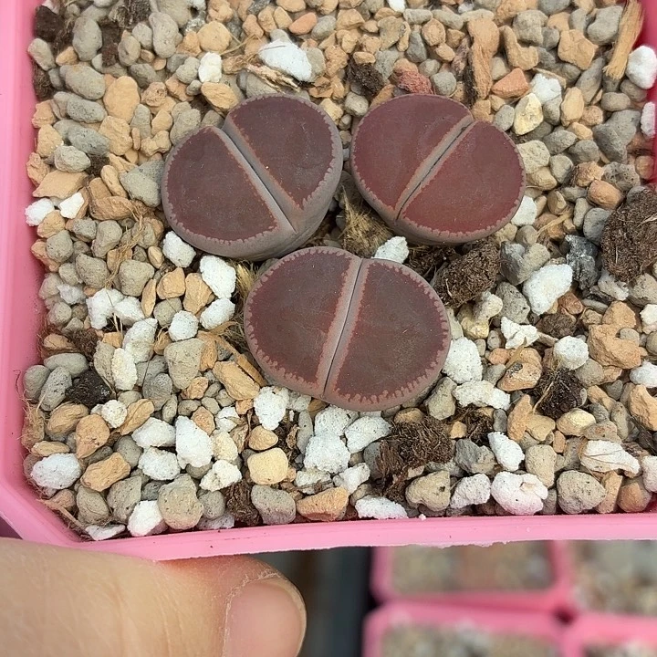 018ko比利时三颗尺寸1.9