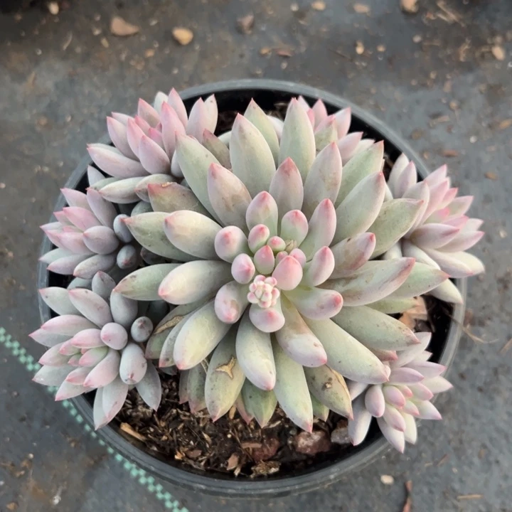 1236530 虞美人群生无砍