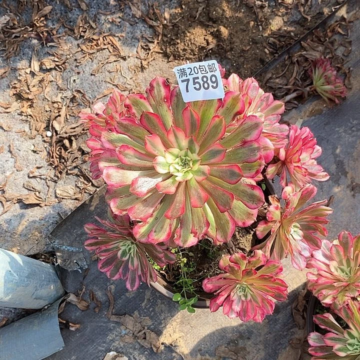 7589 一颗粉水晶