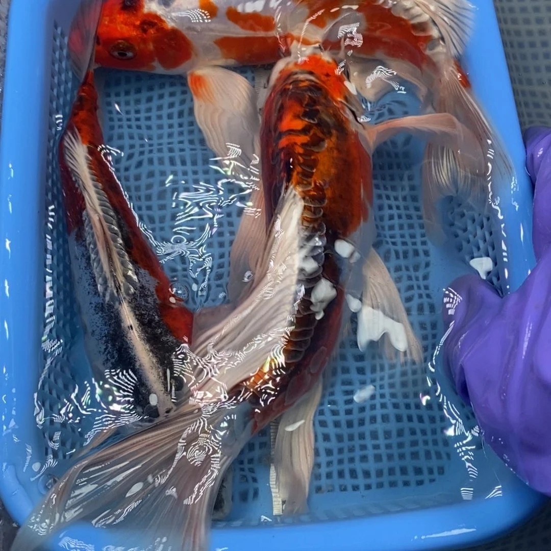 锦鲤冷水锦鲤包邮