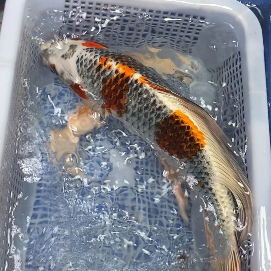 锦鲤冷水锦鲤包邮