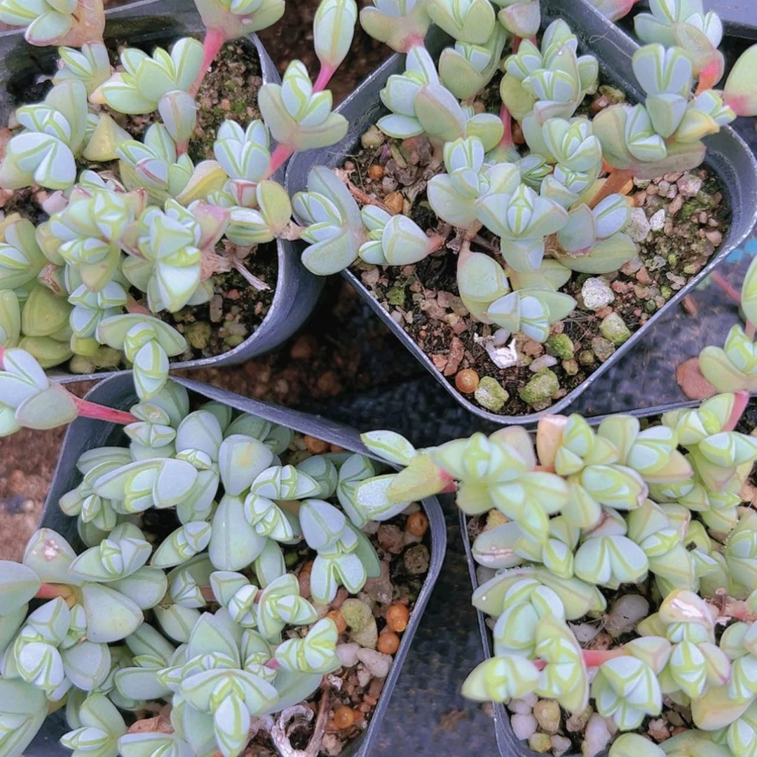 【闪购商品】3盆碧玉莲9.9多肉