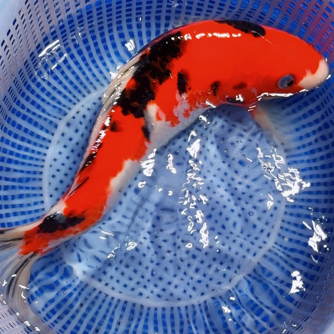 锦鲤精品甄选血统锦鲤